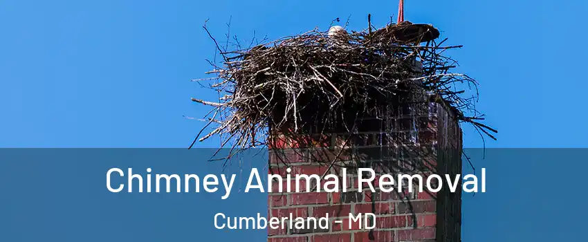  Chimney Animal Removal Cumberland - MD