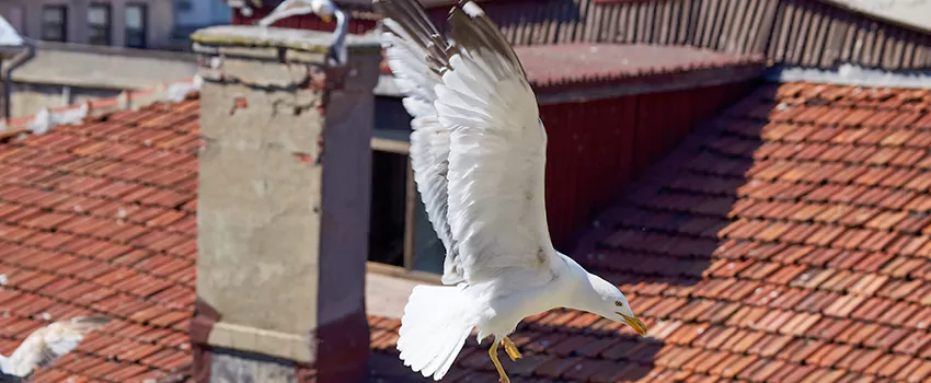 Residential Chimney Animal Removal Solution in Cumberland, MD
