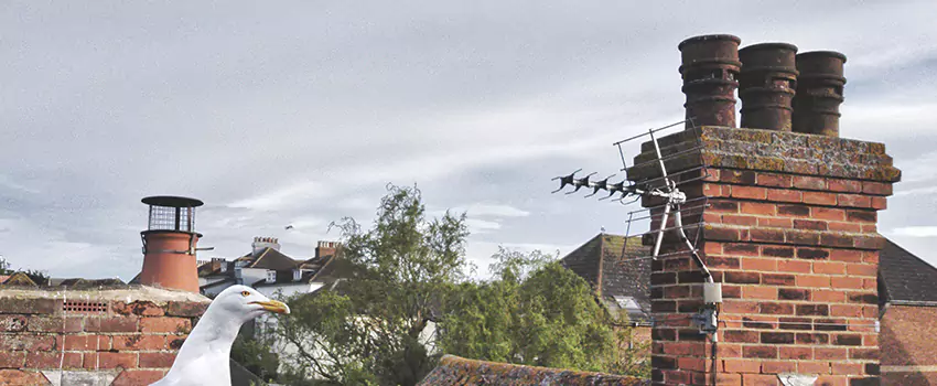Chimney Cleaning And Restoration in Cumberland, Maryland